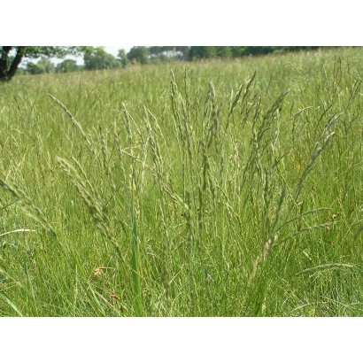 Поле овсяницы с высокой травой на фоне - РАХЕЛА