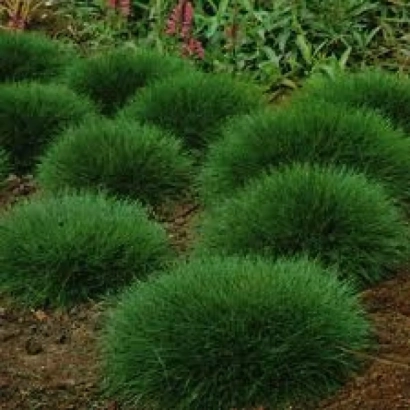 Oat grass in the form of dense green bushes on soil - REGENEREIT