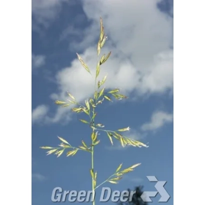 Oats plant against sky with Green Deer logo - RETU