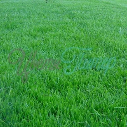 Зеленая овсяница на поле с текстом Овсяница - РЕВЕРЕНТ