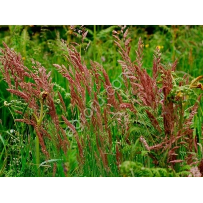 Фото овсяницы с розовыми соцветиями на зелёном фоне - Сигма