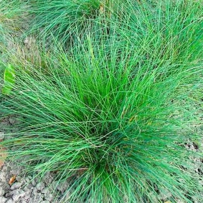 Fescue plant on soil - Spartan