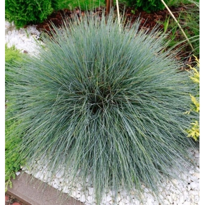 Растение овсяница на грядке с белым гравием - СТАВРОПОЛЬСКАЯ 20