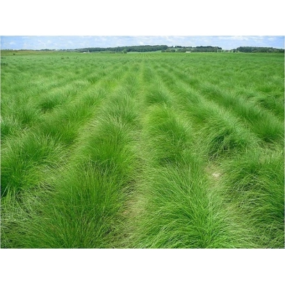 Поле овсяницы СВЕРДЛОВСКАЯ 37