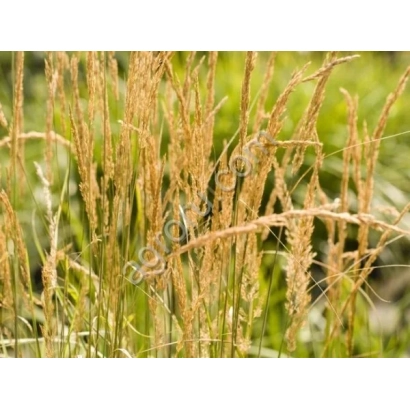 Oats grass against green background - Mystery