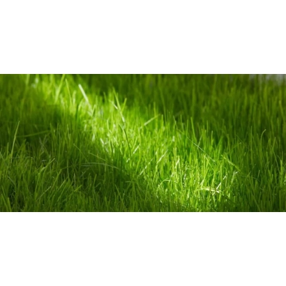 Green fescue in sunlight - Triana