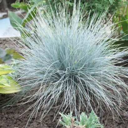 Растение Овсяница с голубовато-серебристой листвой на фоне почвы и зелени - Волжанка