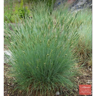 Растение овсяница на фоне земли и камней - Восточная