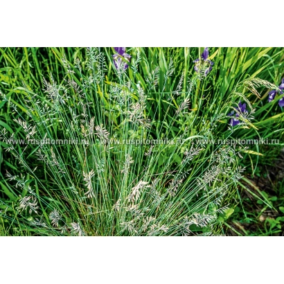 Фото овсяницы Заречный на фоне зелёной травы