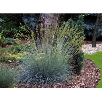 Растение Овсяница Злата на клумбе