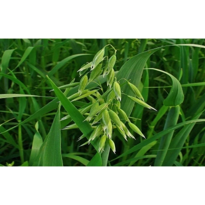 Стеблі вівса на зеленому фоні - Айвори