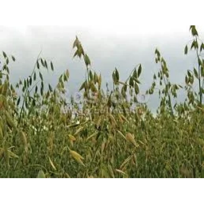 Field of oats against the sky - Ant