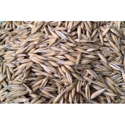 Oat grains - Argus
