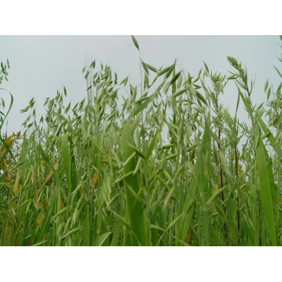 Зелені стебла вівса на фоні неба - АС 30301