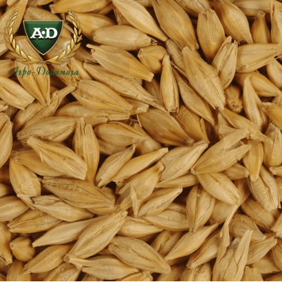 Oat Avatar on grain background