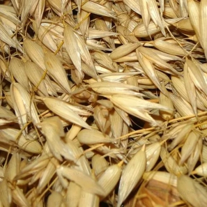 Oat grains, close-up view - Azil