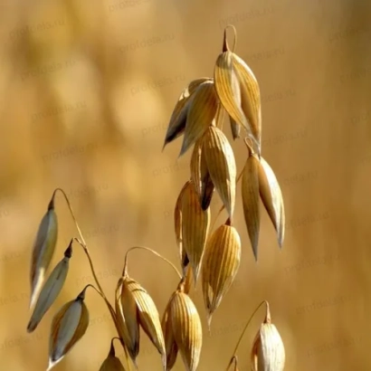 Сухие колоски овса на фоне поля - Буланый