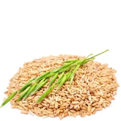 Pile of oats with green stems on white background - DALEKOVOSTOCHNYY KORMOVYY
