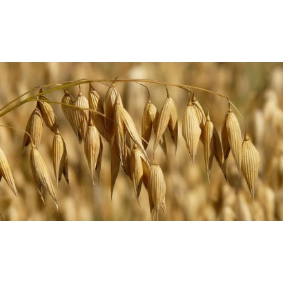 Сухо колосся овса на фон поля - Денка