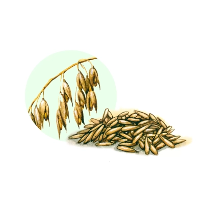 Oats with a stalk illustration in background - ENER