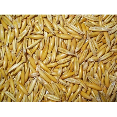 Овёс на фоне - ФУХС