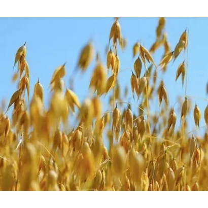 Поле овса на фоне голубого неба - Горизонт