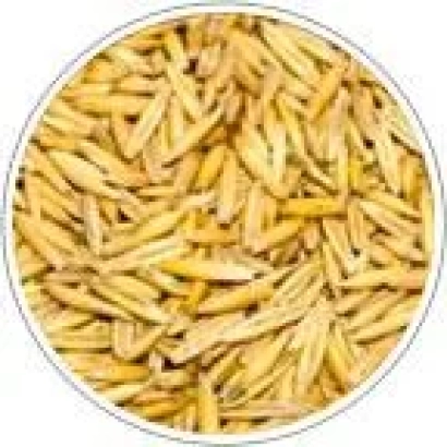 Close-up of oats on a circular background - IRTYSH 13