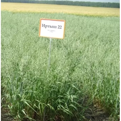 Знак з написом «Іртыш 22» на полі з вівса - ІРТИШ 22