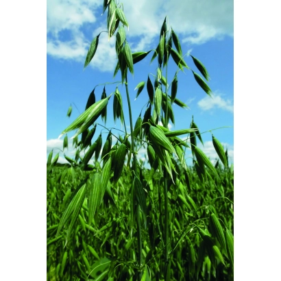 Зелені стебла вівса на фоні блакитного неба - Айворі