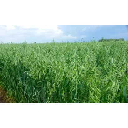 Поле зелёного овса под голубым небом - КОНКУР