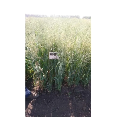 Мішок насіння вівса Корифей у полі