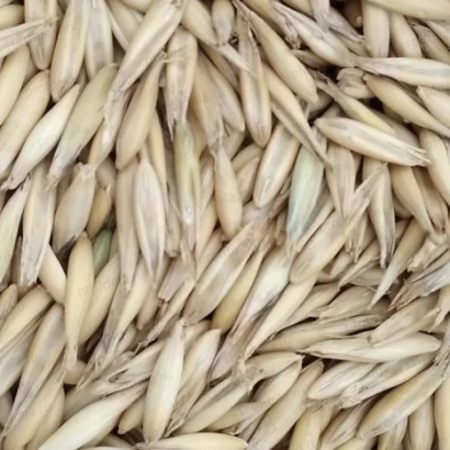 Oats on background - Krechet