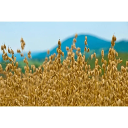 Поле овса на фоне гор - КУЧЕР