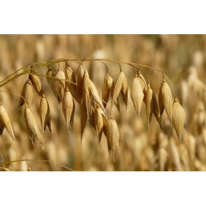 Сухие колоски овса на фоне поля - Мустанг