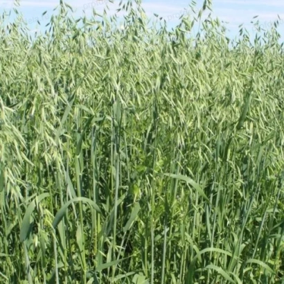 Поле ячменя НАРИМСЬКИЙ 943