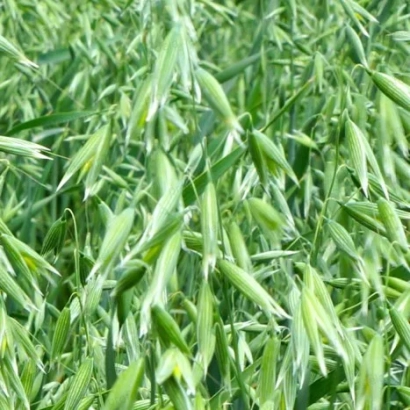 Green oat ears in a field - NEMCHINOVSKY 61