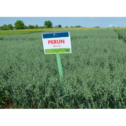 Поле вівса з табличкою PERUN - Перун