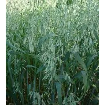 Поле овса з колосками на фоні зеленої листя - Веселковий