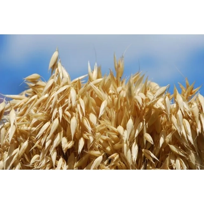 Поле з овсом на фоні блакитного неба - Регбі