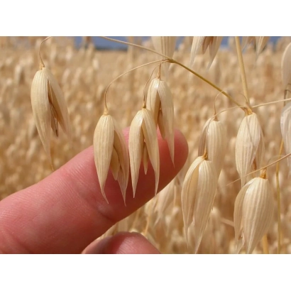 Сухие колоски овса на фоне поля - САНГ