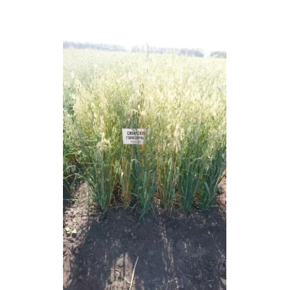 Пакет насіння вівса СІБИРСЬКИЙ ГОЛОЗЕРНИЙ на фоні поля - СИБІРСЬКИЙ ГОЛОЗЕРНИЙ