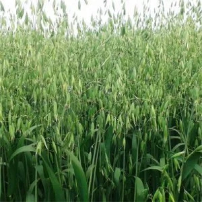 Field of oats in bloom - SCORPIO