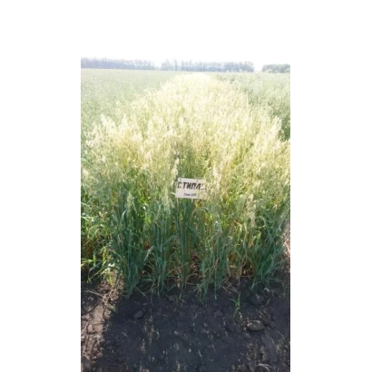 Field of oats with a sign in the background - STIPLER