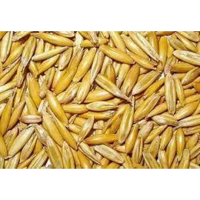 Зерно овса на фоні - Світанок