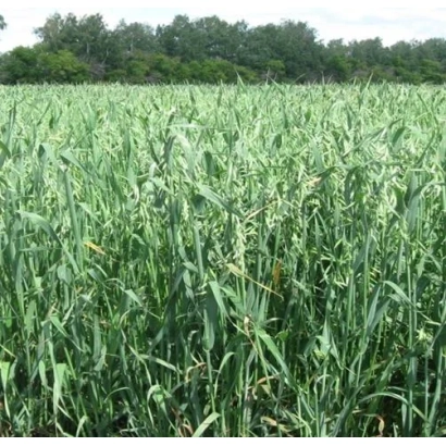 Field of winter oat Tarsky whole-grain
