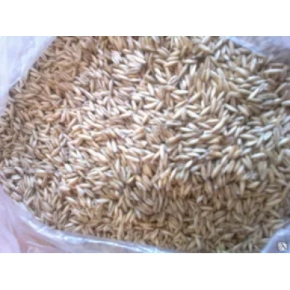 Вівес у прозорій упаковці - ТУМЕНСЬКИЙ ГОЛОЗЕРНИСТИЙ