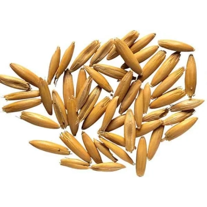 Oats on white background - Ulov