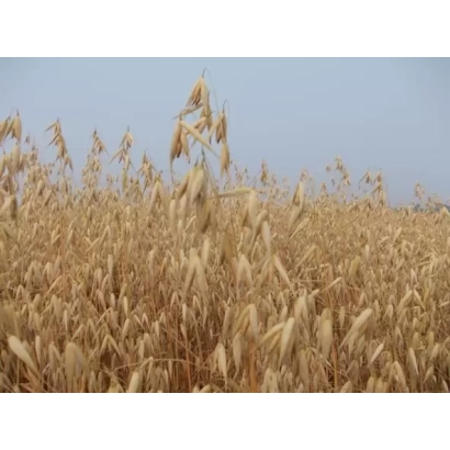 Поле овса под голубым небом - УРАН