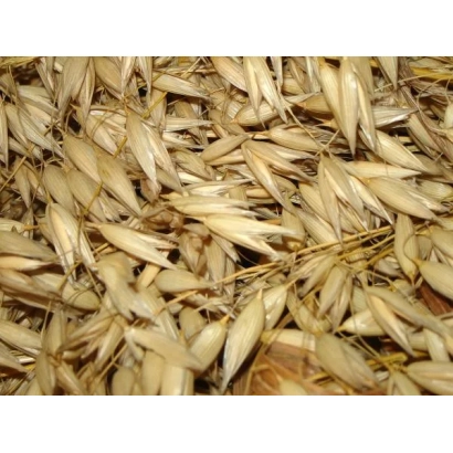 Oats on background - WALDIN 765