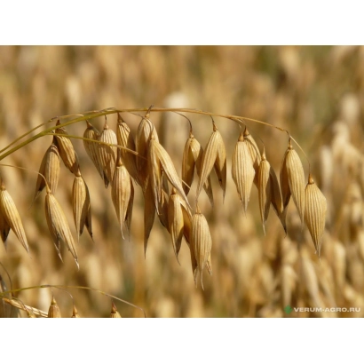 Dried oat ears against a field background - VIATSKY